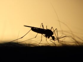 Dengue em Mato Grosso: Alta incidência e exclusão da vacinação
