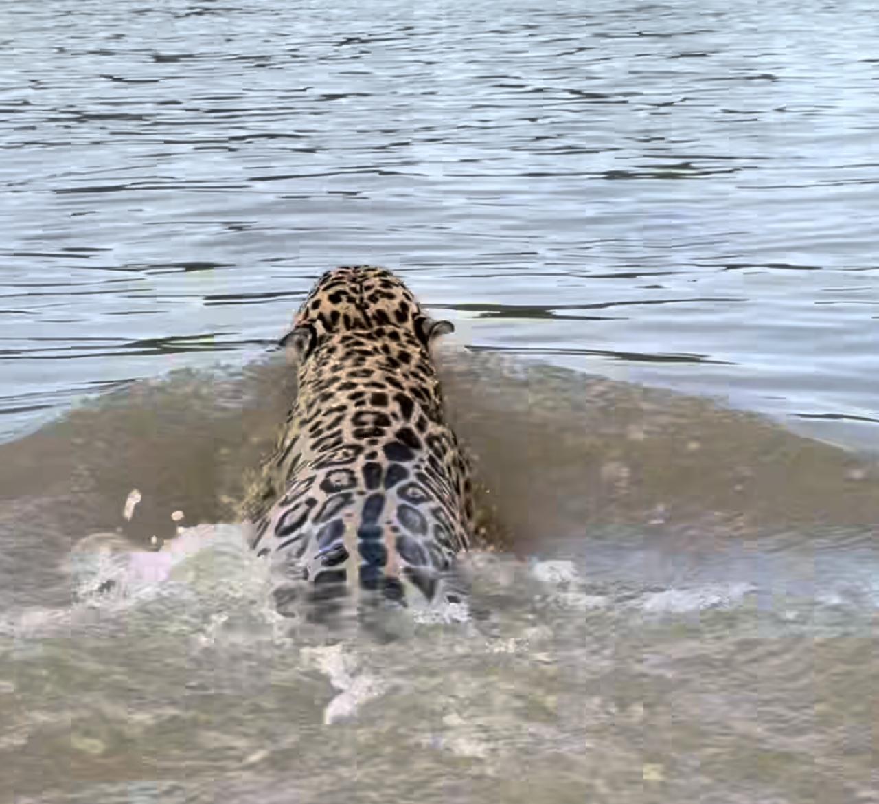 Pescador aventureiro testemunha a elegância selvagem da onça-pintada no Rio Paraguai; encontro dos sonhos