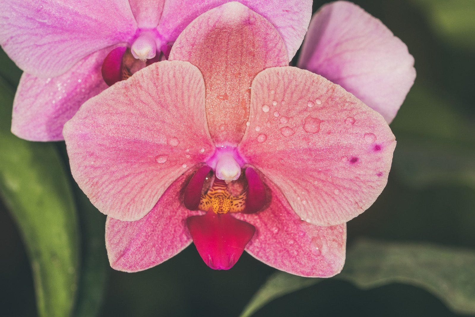 orquídea rosa em um jardim - Fotos do Canva