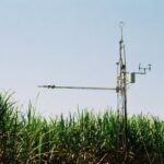 Pesquisa revela avanços no monitoramento dos balanços de carbono e água em cana-de-açúcar - Foto: Divulgação/Embrapa