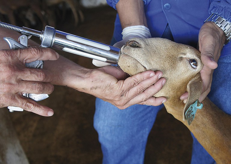 Pesquisa valida vacina contra verminose de caprinos e ovinos no Brasil - Foto: Maira Vergne