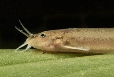 Espécie rara de peixe bagre dourado, encontrado por pesquisadores da UFRJ no Parque Nacional da Tijuca, no Rio. Foto: Alex Katz/Divulgação