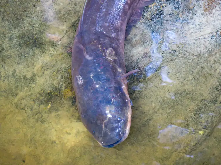 Expedição para pesquisa busca espécies de peixes-elétricos na Amazônia. Foto: Acervo dos Pesquisadores