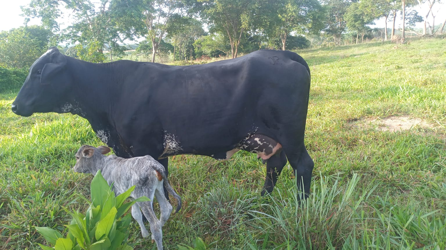 produtores atestam alto rendimento de vacas de programa do governo de mt dao 3 vezes mais leite que as outras interna 1 2024 02 15 246348151