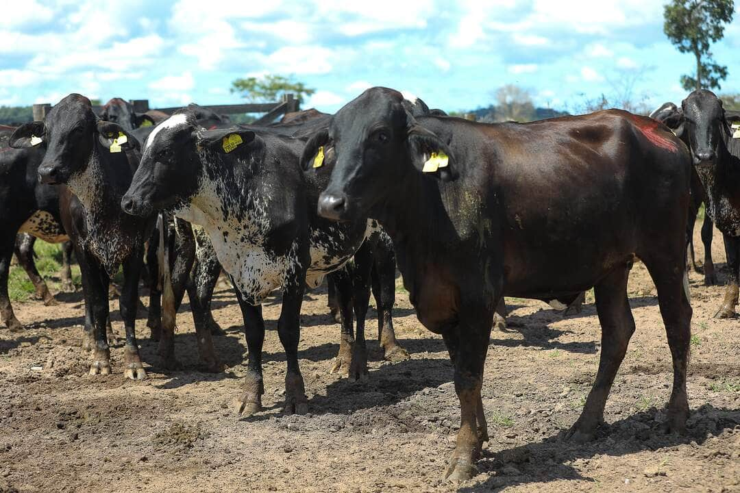 produtores atestam alto rendimento de vacas de programa do governo de mt dao 3 vezes mais leite que as outras interna 2 2024 02 15 1057660504