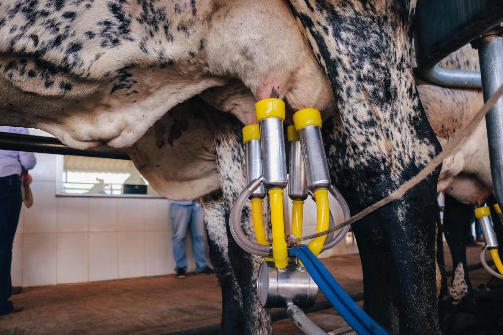 produtores atestam alto rendimento de vacas de programa do governo de mt dao 3 vezes mais leite que as outras interna 3 2024 02 15 1628663643