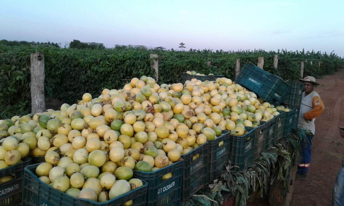 produtores familiares usam caminhao entregue pelo governo de mt para transportar alimentos ate escolas interna 2 2024 02 22 632740129