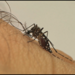 Quais repelentes posso usar contra o mosquito da dengue? - Foto: Divulgação/Fiocruz