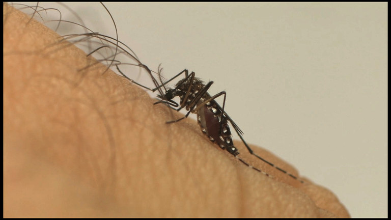 Quais repelentes posso usar contra o mosquito da dengue? - Foto: Divulgação/Fiocruz