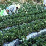 Quase 3 mil toneladas de alimentos da agricultura familiar serão doados no Ceará - Foto: Arquivo/Agência Brasil