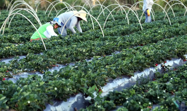 Quase 3 mil toneladas de alimentos da agricultura familiar serão doados no Ceará - Foto: Arquivo/Agência Brasil