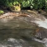 Beleza Serpentina: A Fascinante Visão da Natureza em um Dia Inesquecível nas Quedas D'água