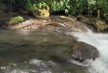 Beleza Serpentina: A Fascinante Visão da Natureza em um Dia Inesquecível nas Quedas D'água