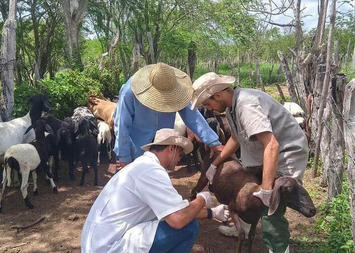 Pesquisa valida vacina contra vermes em caprinos e ovinos no Brasil 2 240220 VacinaVerminose IgorMagalhaes 2