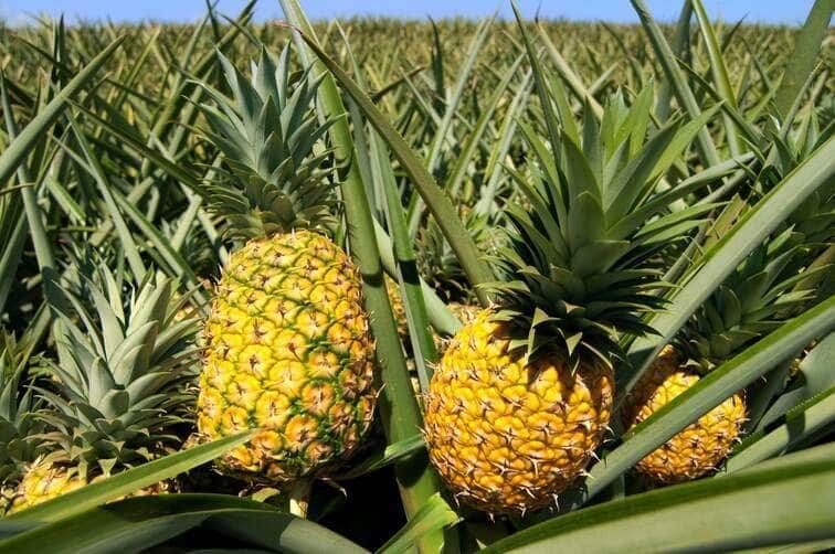 Emagrecimento: 6 frutas que ajudam a perder peso 6 ABACAXI - Fotos do Canva