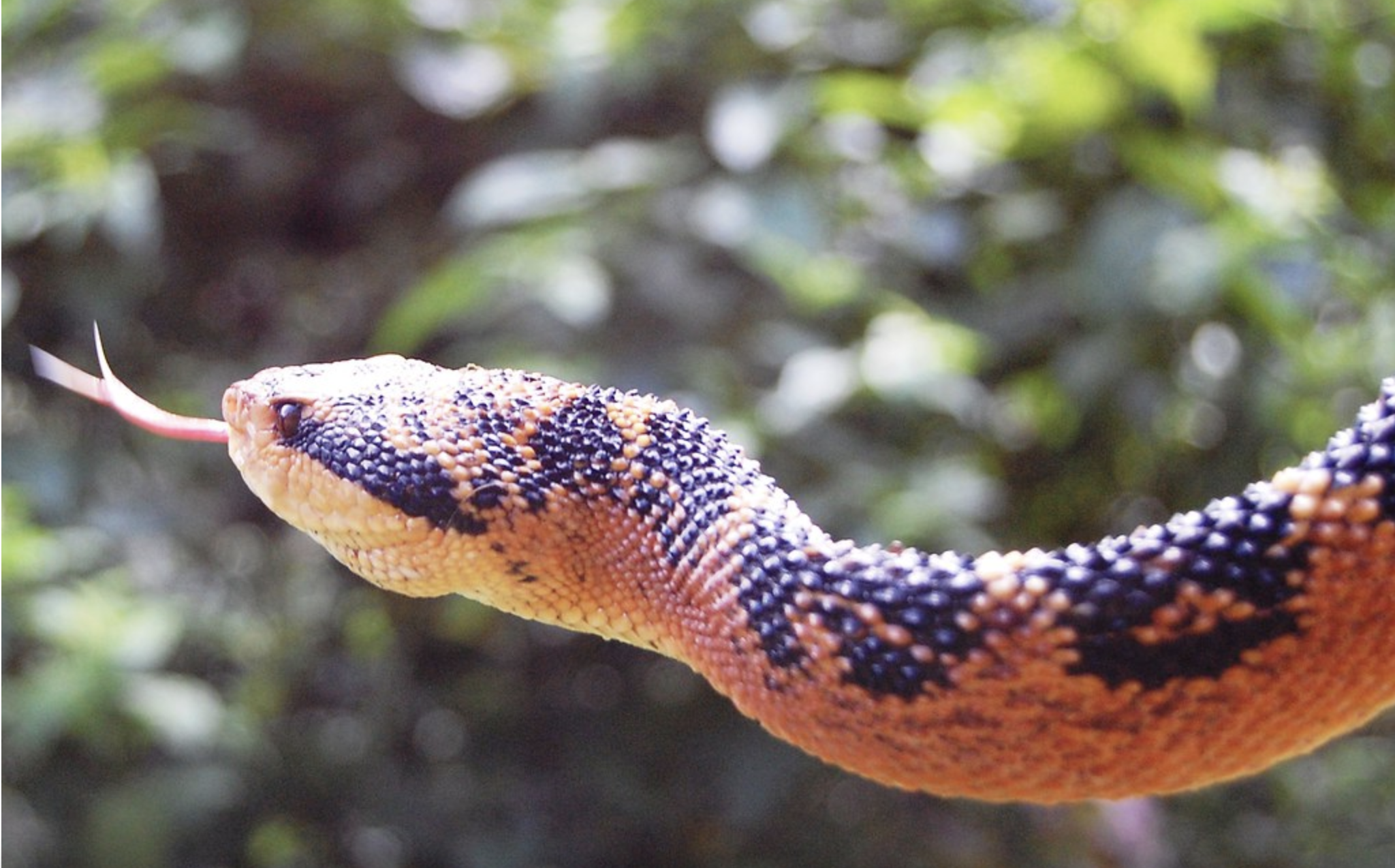 As surucucus cobras peçonhentas 