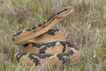 As surucucus podem alcançar até mais de três metros de comprimento e, por conta disso, são consideradas a maiores cobras peçonhentas das Américas