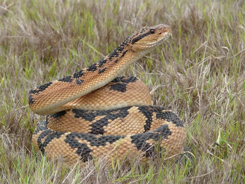 As surucucus podem alcançar até mais de três metros de comprimento e, por conta disso, são consideradas a maiores cobras peçonhentas das Américas