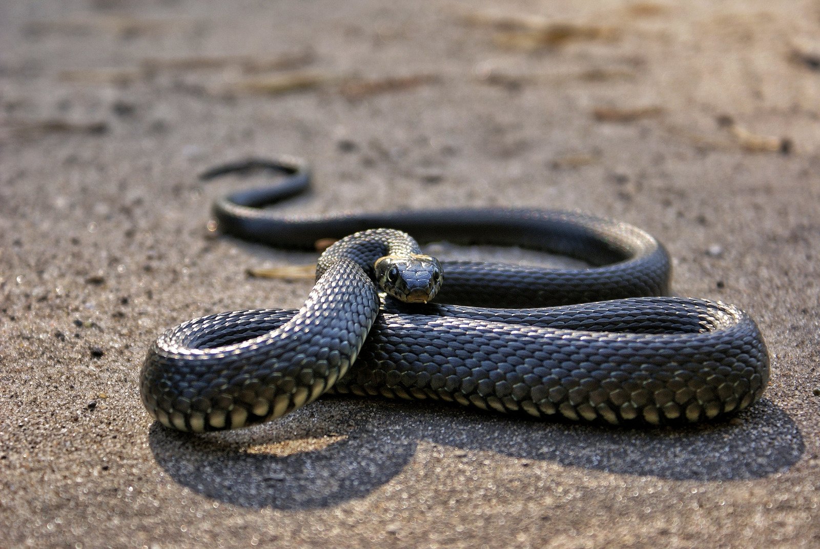 Foto de cobra no chão - Fotos do Canva