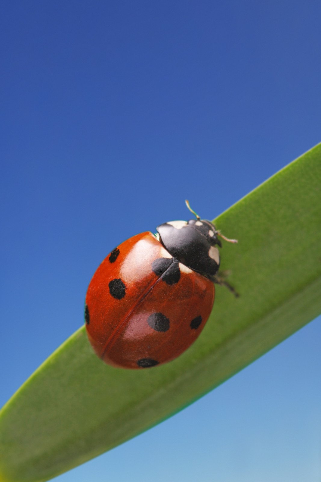 Ladybird - Fotos do Canva