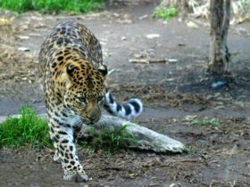 Leopardo  - Fotos do Canva