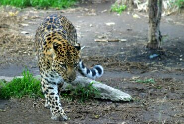 Leopardo  - Fotos do Canva