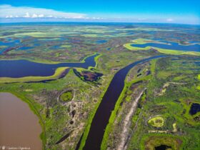 Níveis de seca do Rio Paraguai alertam para possível estiagem severa no Pantanal de Mato Grosso em 2024