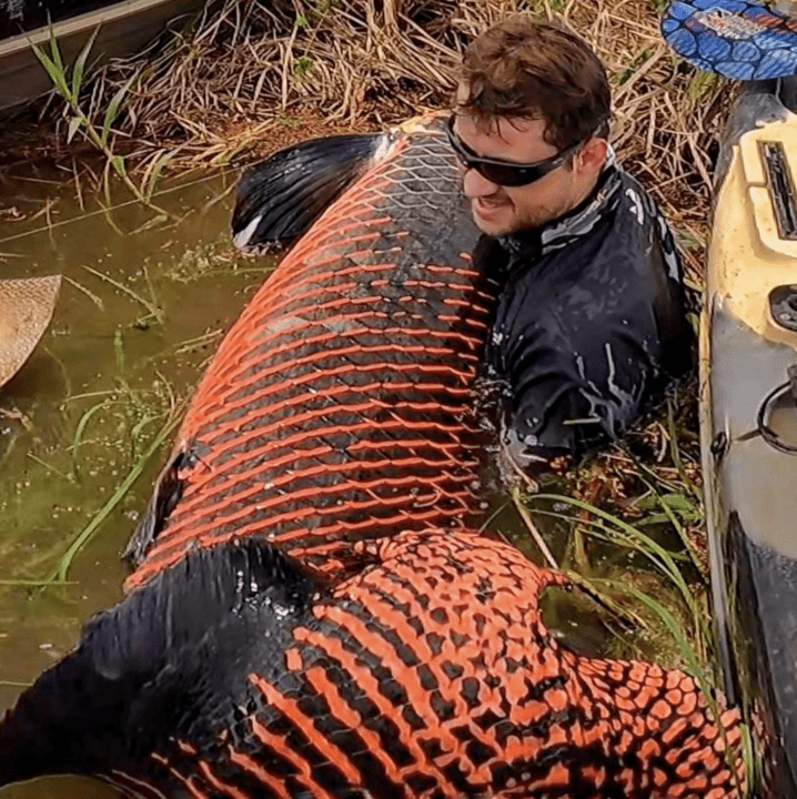 Pescador captura pirarucu de mais de dois metros e 130 kg