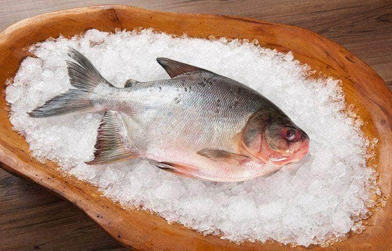 Pesquisa do IFMT revela potencial nutricional dos peixes de água doce de Mato Grosso