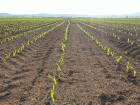Plantio de Milho em Mato Grosso - Fotos do Canva