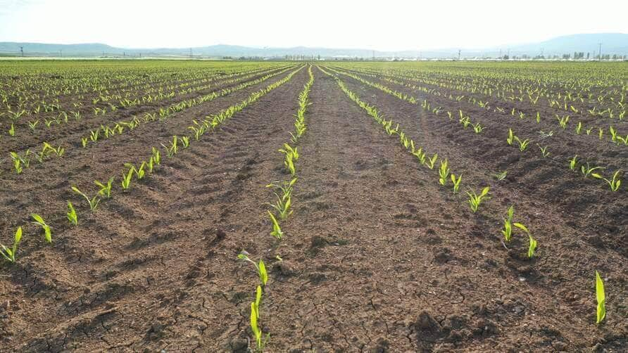 Plantio de Milho em Mato Grosso - Fotos do Canva