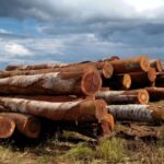 Policiais civis serão capacitados para classificar espécies de madeira em Mato Grosso