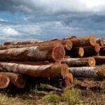 Compradores internacionais participam de rodada de negócios com madeira sustentável em Mato Grosso