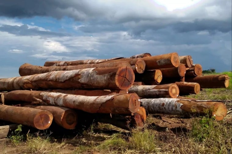 Policiais civis serão capacitados para classificar espécies de madeira em Mato Grosso