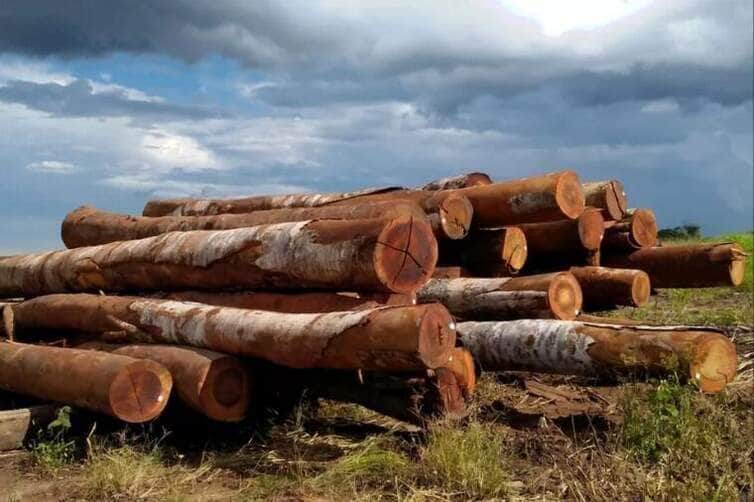 Fiscalização é reforçada em madeireiras de Mato Grosso