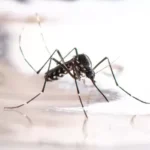 Primeira morte por chikungunya de 2024 é registrada em Tangará da Serra, Mato Grosso
