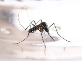 Primeira morte por chikungunya de 2024 é registrada em Tangará da Serra, Mato Grosso