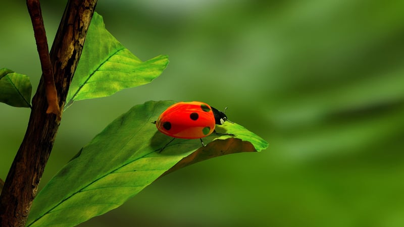 Sem nome - Fotos do Canva1 (1)