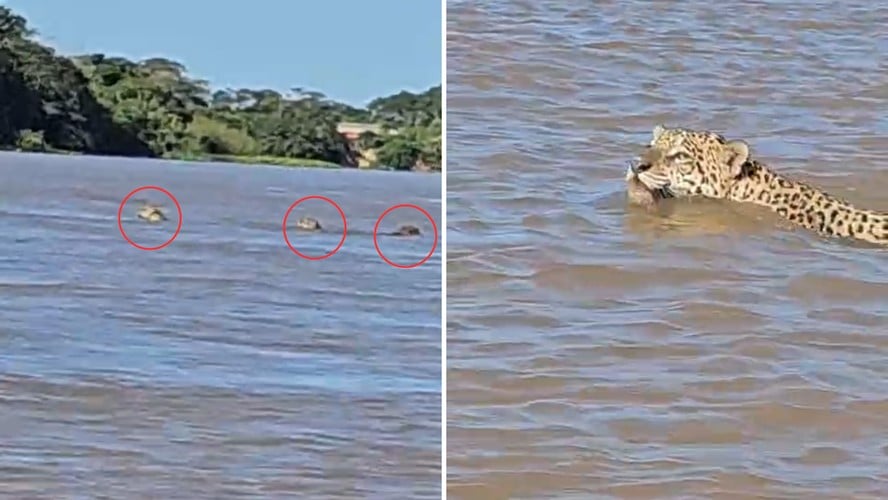 Três onças-pintadas foram filmadas atravessando o rio Paraguai — Foto Reprodução
