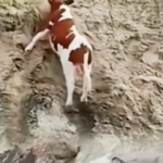 Vaca tenta escapar de jacares
