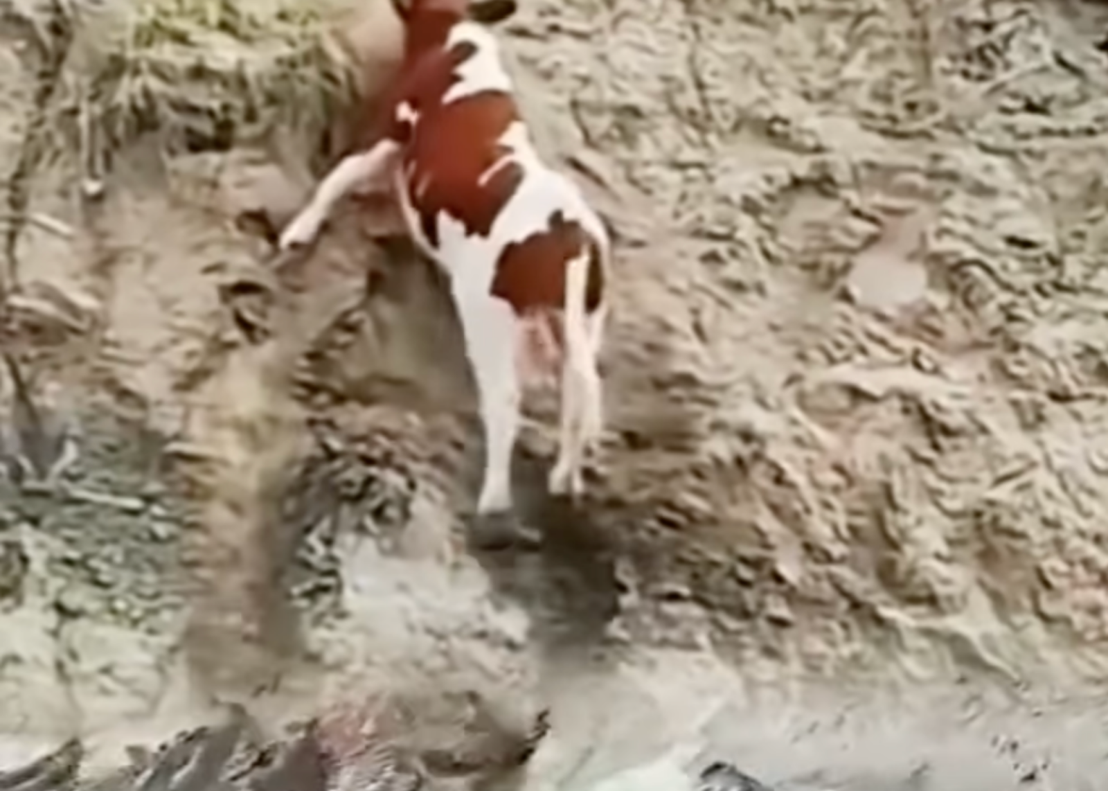 Vaca tenta escapar de jacares