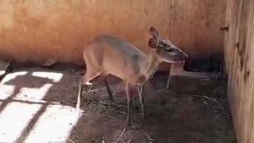 Veado-roxo encontrado amarrado é solto pela Sema em Nova Mutum; veja vídeo