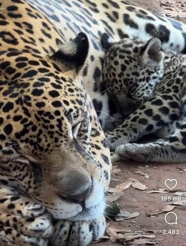 Onça-pintada "Tufão" incomoda frida e filhotes em momento de carinho