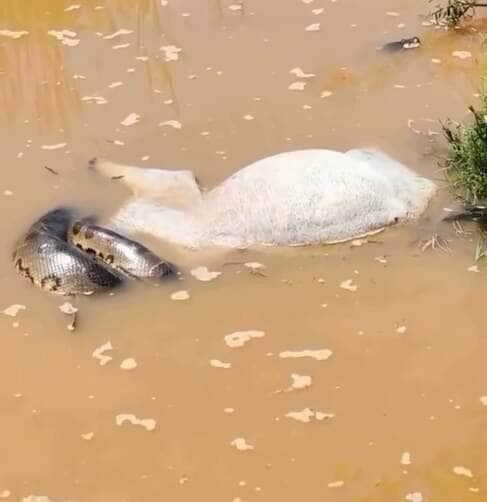 Sucuri gigante preda bezerro em cena rara de sobrevivência selvagem