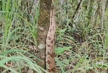 Jiboia é flagrada em rara escalada silenciosa em árvore