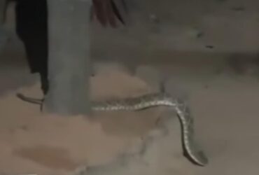 Cobra cascavel na porta de casa: encontro assustador revela importância da prevenção.