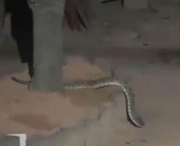 Cobra cascavel na porta de casa: encontro assustador revela importância da prevenção.