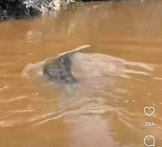 Sucuri gigante assusta e fascina pescadores em encontro surpreendente