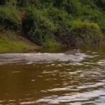 Em meio ao calor intenso, um casal de antas encontra refúgio e alegria nas águas de um rio, encantando internautas com sua vivacidade.