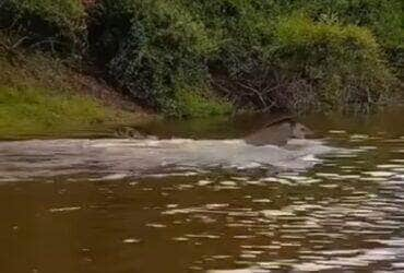 Em meio ao calor intenso, um casal de antas encontra refúgio e alegria nas águas de um rio, encantando internautas com sua vivacidade.